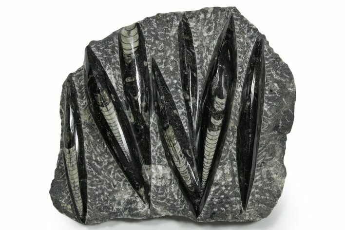 Polished Fossil Orthoceras (Cephalopod) Plate - Morocco #348383